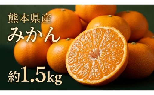 贈答用 熊本県産 みかん 約1.5kg 果物 くだもの フルーツ 柑橘系 柑橘類 みかん ミカン 果汁 果肉 国産 贈り物 贈答品 鮮度 [ 2026年11月上旬発送開始 ]
