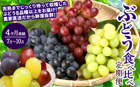 [4か月連続定期便(2024年7月〜10月)]ぶどう食べ比べ定期便4ヵ月 約1.8kg×4回 合計 約7.2kg ブドウ 葡萄