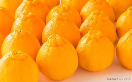 [2024年3月上旬発送開始]熊本県産デコポン 約5kg 蜜柑 みかん 柑橘 果物 くだもの フルーツ