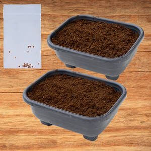 初心者さんにも! はつか大根 栽培キット 甘日大根 二十日大根 野菜 家庭菜園 ベランダ 手軽 栽培 園芸 菜園 野菜 農業 常温 [opbz012][さいき本舗 城下堂]