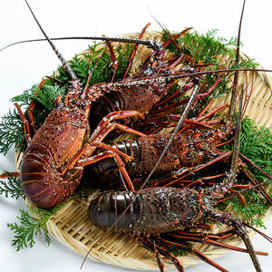 Ԍ聄啪Y ɐCV (v1kgE2`5) Gr  CV hg  CN yopba010zyCׁz