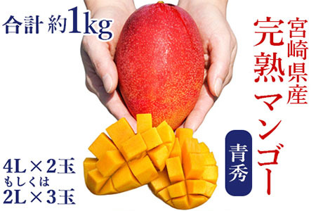 ◇宮崎県産完熟マンゴー[青秀] 合計約1kg（2～3玉）