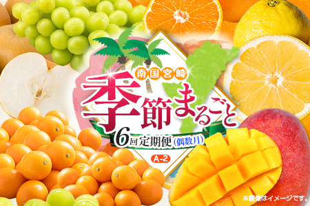[偶数月 6回定期便]旬 人気 フルーツ 南国宮崎産 太陽のタマゴ きんかん シャインマスカット 日向夏 梨 みかん 柑橘 マンゴー ぶどう 果物 詰め合わせ[A-2コース M120]