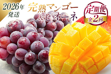 [2026年発送] フルーツ 定期便 完熟マンゴー ピオーネ ぶどう 先行予約 初夏 秋 旬 果物 全2回