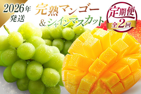[2026年発送] フルーツ 定期便 完熟マンゴー シャインマスカット ぶどう 先行予約 初夏 秋 旬 果物 全2回