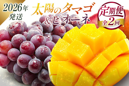 [2026年発送] フルーツ 定期便 太陽のタマゴ ピオーネ 完熟 マンゴー ぶどう 先行予約 初夏 秋 旬 果物 全2回