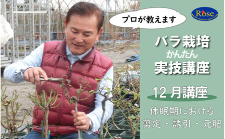 プロが教えるバラ栽培実技講座[12月:剪定・誘引・元肥]