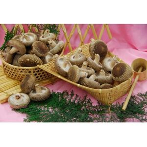 愛知県新城市産 菌床しいたけ 1.5kg[配送不可地域:離島]