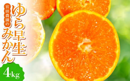 y瑁z{c_̉B݂@4kgy1353531z