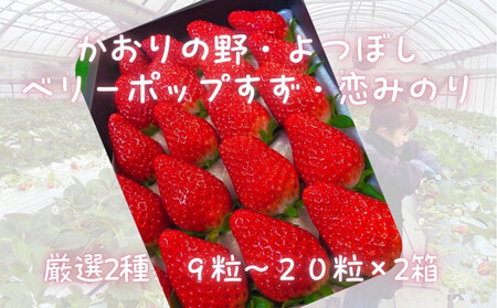 先行予約・数量限定! 採れたて完熟いちご[かおり野・よつぼし・ベリーポップすず・恋みのり] 9粒〜20粒×2箱