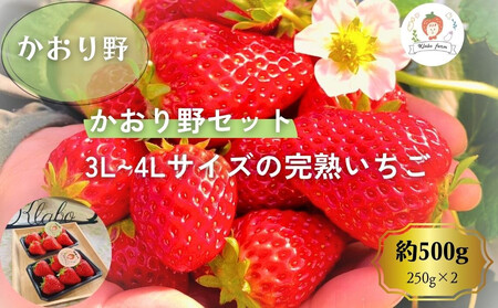 ys\EʌzypE3L~4LTCYE嗱z삢500gîꊮn 250g×2Pj