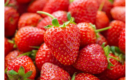 �������͔|�@�������@����C�x���[�@�y2025�N12���`2026�N4�����܂ł��͂��z