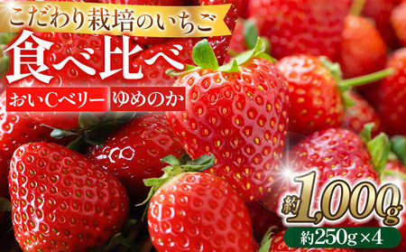こだわり栽培 いちご [食べ比べ]約1kg おいCベリー&ゆめのか(各2パック)[2026年1月下旬〜2026年4月末までお届け]
