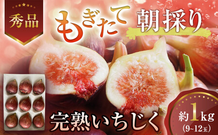 【期間限定】もぎたて朝どり完熟いちじく　秀品 約1kg（9～12玉）／愛知県産　サマーレッド　いちじく　イチジク　無花果　果物　フルーツ　