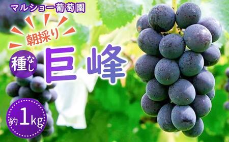 [2025年先行予約・数量限定]朝採り 巨峰「種なし」 約1kg[2025年8月中旬〜発送][ぶどう ぶどう ぶどう ぶどう ぶどう ぶどう]