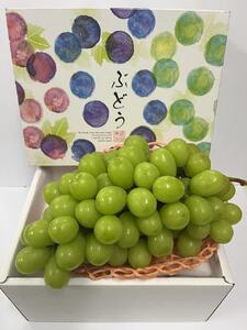 [先行予約] [お届けは8月中旬予定] 大府市農園直送 完熟シャインマスカット 家庭用 4〜5房(合計2Kg)[シャインマスカット シャインマスカット シャインマスカット シャインマスカット シャインマスカット]