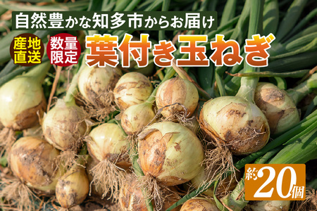 葉付き玉ねぎ タマネギ たまねぎ 20個 新玉ねぎ 旬 早生 野菜 愛知 愛知県 知多 知多市