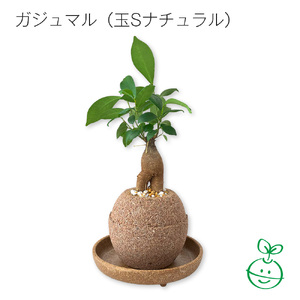 アクアプラントポット® 玉S 植木鉢ガジュマル(1647)