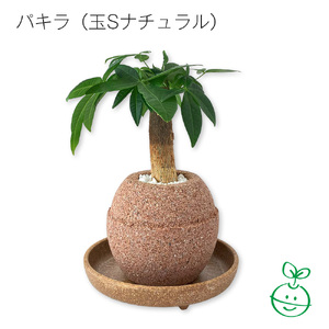 アクアプラントポット® 玉S 植木鉢パキラ(1648)