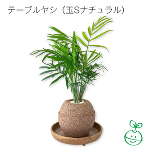 アクアプラントポット® 玉S 植木鉢テーブルヤシ(1650)