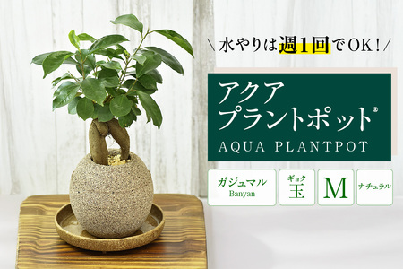 アクアプラントポット®　玉Ｍ 植木鉢　ガジュマル（2091）
