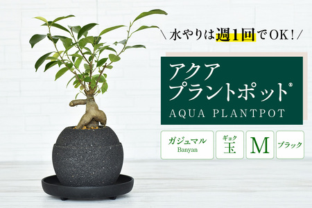 アクアプラントポット®　玉Ｍ（ブラック） 植木鉢　ガジュマル（2092）