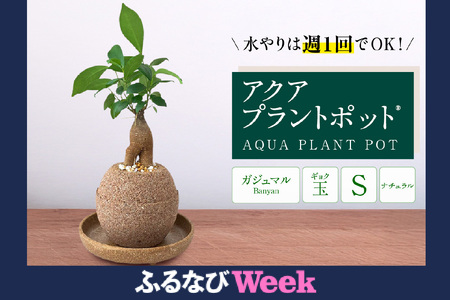 [ふるなびWEEK対象]アクアプラントポット® 玉S 植木鉢ガジュマル FN-Limited(2341)