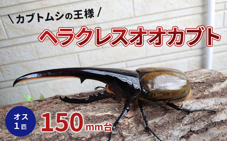 カブトムシの王様 ヘラクレスオオカブト オス1匹 150mm台