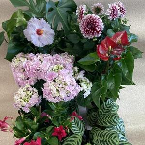 花き産出額日本一!渥美半島田原産鉢花 定期お届け 3回