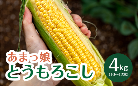 あまっ娘 とうもろこし(10本〜12本 4.0kg以上) 「糖度2度UP」をスローガンに、味を追求したとうもろこし