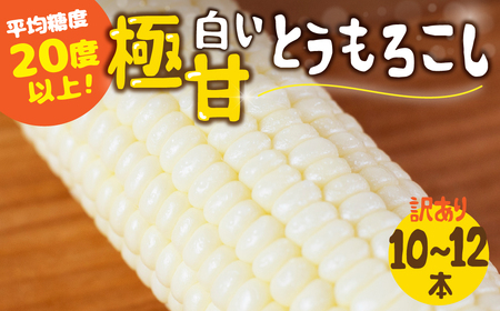 [先行予約]高評価 平均糖度20以上 白い極甘とうもろこし 10〜12本 朝採り 人気 甘い 訳あり ワケアリ 簡単調理 まるで フルーツ 送料無料 高レビュー 数量限定 2025年 先行予約