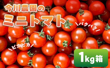 [ふるさと納税][先行予約]今川農園のミニトマト 1kg 先行予約受付 期間限定 季節限定 野菜 国産 完熟 やさい フルーツ トマト 完熟 千果 ミニトマト プチ お弁当 贈り物 おやつ サラダ 送料無料 産地直送
