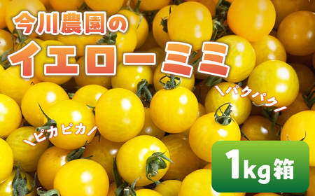 [ふるさと納税][先行予約]今川農園のミニトマト イエローミミ 1kg 先行予約受付 期間限定 季節限定 野菜 国産 完熟 やさい フルーツ トマト 完熟 千果 ミニトマト イエロー プチトマト トマト プチ お弁当 贈り物 おやつ サラダ 送料無料 産地直送