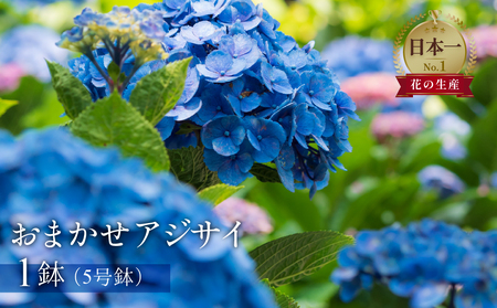 日本一の花のまち田原市!! 生産者直送 アジサイ 5号鉢 おまかせ 生花 ギフト プレゼント 愛知県 田原市