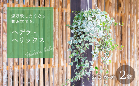 ヘデラ・ヘリックス 6号吊鉢 おまかせ 2鉢 入り ヘデラ ヘデラ・へリックス アイビー セイヨウキヅタ イングリッシュ・アイビー 観葉植物 グリーン エコ 愛知県 田原市 渥美半島 ガーデニング 鉢植え おしゃれ インテリアグリーン 室内 