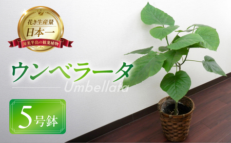 ウンベラータ 観葉植物 植物 5号鉢 人気 おしゃれ かわいい お手入れ 室内 大鉢 中型 インテリア リビング 玄関 寝室 キッチン オフィス プレゼント ギフト 新居 入居 インテリアグリーン グリーン 緑 植物