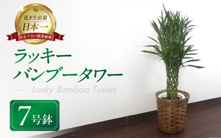 ラッキーバンブータワー 観葉植物 植物 7号鉢 人気 バンブー 竹 おしゃれ かわいい お手入れ 室内 大鉢 中型 インテリア リビング 玄関 寝室 キッチン オフィス プレゼント ギフト 新居 入居 インテリアグリーン グリーン 緑 植物