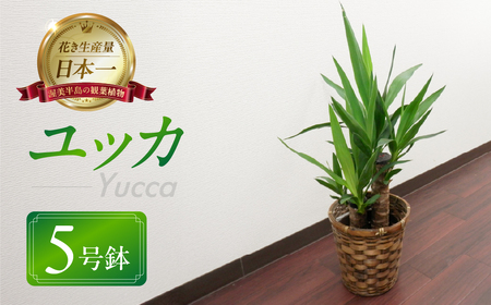 ユッカ 観葉植物 植物 5号鉢 人気 おしゃれ かわいい お手入れ 室内 大鉢 中型 インテリア リビング 玄関 寝室 キッチン オフィス プレゼント ギフト 新居 入居 インテリアグリーン グリーン 緑 植物