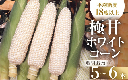 [先行予約]ホワイトコーン 5本〜6本 青木さんちのとうもろこし ホワイトコーン とうもろこし