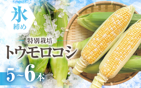 [先行予約]氷締めとうもろこし バイカラー 5本〜6本 寺田さんちのとうもろこし コーン