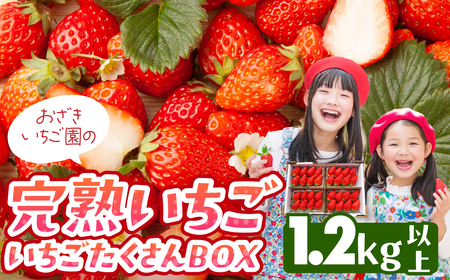 n 1.2kgȏ BOX  C`S  ͕P 嗱 Xgx[ x[ W W C`SW     m cs