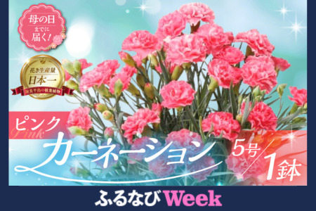 【ふるなびWEEK対象】 《母の日までにお届け》【ピンク】カーネーション 花 フラワー プレゼント FN-Limited-WE