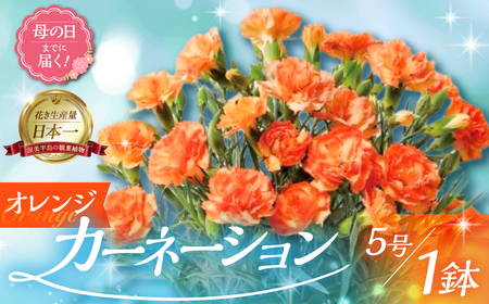 [母の日までにお届け][オレンジ]カーネーション 鉢植え 5号鉢 花 フラワー ギフト 母の日 贈り物 プレゼント 母 ママ お母さん ありがとう 感謝 贈答 鉢