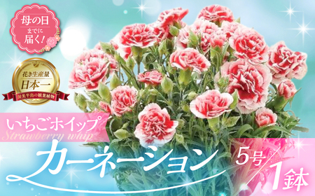 [母の日までにお届け][いちごホイップ]カーネーション 鉢植え 5号鉢 花 フラワー ギフト 母の日 贈り物 プレゼント 母 ママ お母さん ありがとう 感謝 贈答 鉢