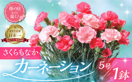 [母の日までにお届け][さくらもなか]カーネーション 鉢植え 5号鉢 花 フラワー ギフト 母の日 贈り物 プレゼント 母 ママ お母さん ありがとう 感謝 贈答 鉢