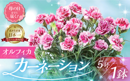 [母の日までにお届け][オルフィカ]カーネーション 鉢植え 5号鉢 花 フラワー ギフト 母の日 贈り物 プレゼント 母 ママ お母さん ありがとう 感謝 贈答 鉢