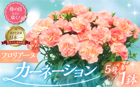 [母の日までにお届け][フロリア―ヌ]カーネーション 鉢植え 5号鉢 花 フラワー ギフト 母の日 贈り物 プレゼント 母 ママ お母さん ありがとう 感謝 贈答 鉢