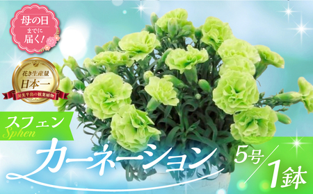 [母の日までにお届け][スフェン]カーネーション 鉢植え 5号鉢 花 フラワー ギフト 母の日 贈り物 プレゼント 母 ママ お母さん ありがとう 感謝 贈答 鉢