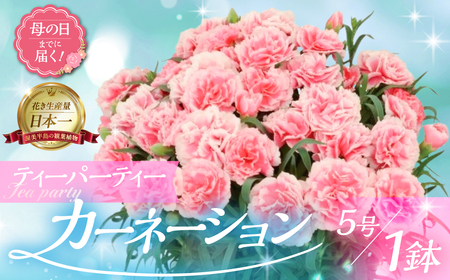 [母の日までにお届け][ティーパーティー]カーネーション 鉢植え 5号鉢 花 フラワー ギフト 母の日 贈り物 プレゼント 母 ママ お母さん ありがとう 感謝 贈答 鉢