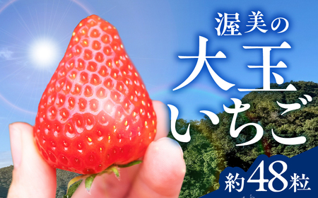 [先行予約]いちご 約48粒 (4パック) いちご イチゴ 苺 いちご大福 苺大福 紅ほっぺ かおり野 ゆめのか ビタミンC 農協 JA愛知みなみ 冬 旬 季節 期間限定 冷蔵 紅 愛知県 田原市 渥美半島